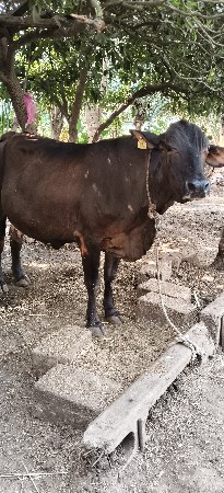 ગાય વેચવાની છે