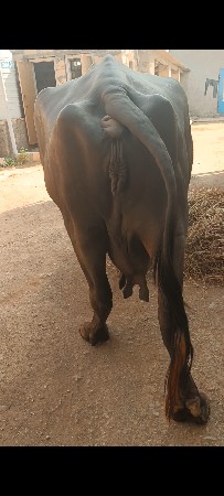 વેચવાની