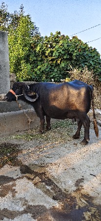 ભેંસ વેચવાની સે 1 2 દિવસ ની કાચી