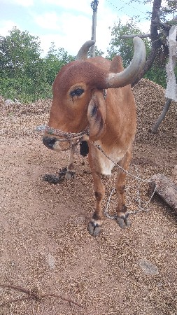 ૩ વવાણી