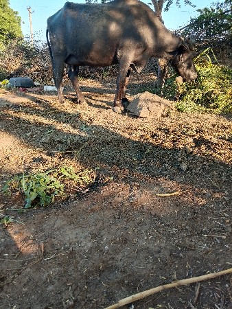 ભેંસ વેચવાની છે ઘરની વેશ છે 14 દિવસ