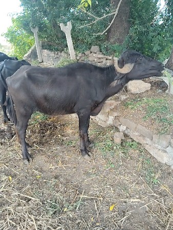 3 ખડેલીયું વેચવાની છે