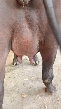 ભેંસ વેચવાની છે