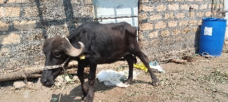 જાફરાબાદી પાડી