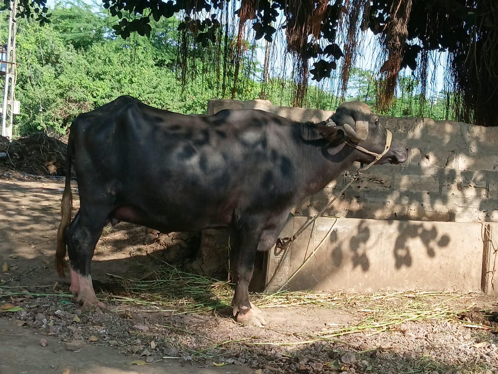 ભેંસ વેચવાની છે