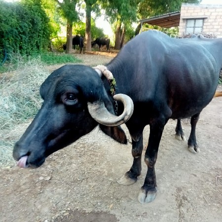 2 વેતર ભેંસ વેચવાની છે