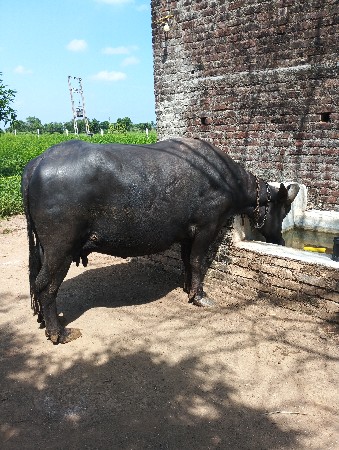 ભેસ વેચવા ની છે