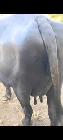 ભેંસ વેચવાની છે