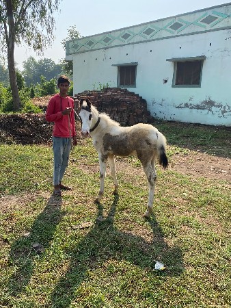 વછૅરી વેચવાની છે