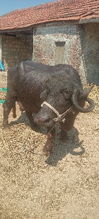 ભેંસ વેચવાની છે