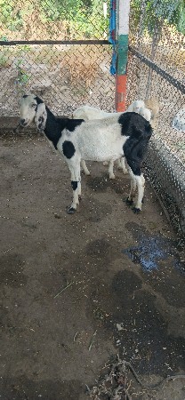 બકરી વેચવાની છે