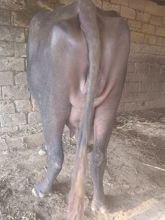 ભેંસ વેચવાની છે