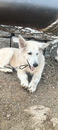 husky 6 dog