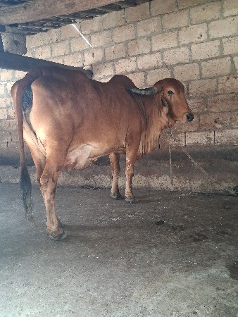 પેલા વેતર ની હોડકી વેચવાની છે
