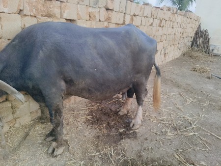 ભેંસ વેચવાની છે.