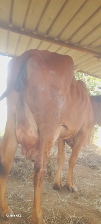 આ ગાય વેચવાની છે