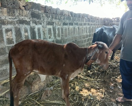 vasdi વેચવા ni છે
