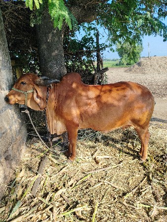 ગાય વેચવાની છે