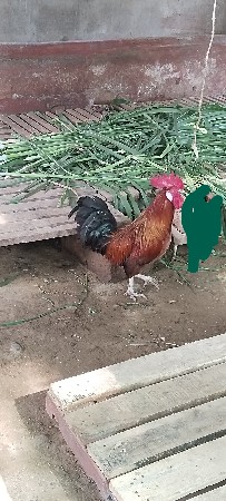 દેશી મુરઘો