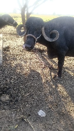 આ ભેંસ વેચવાની છે
