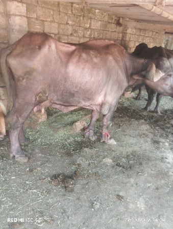 bhesa. vecvani