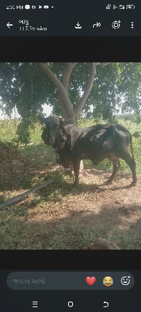 બીજુ,વેતર