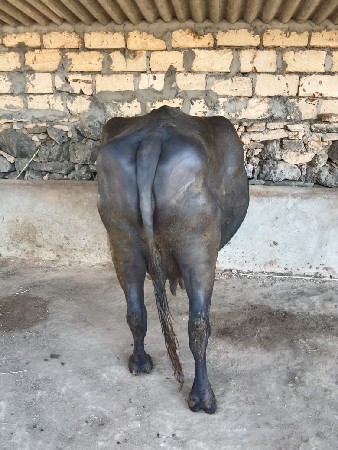 વેચવાની છે
