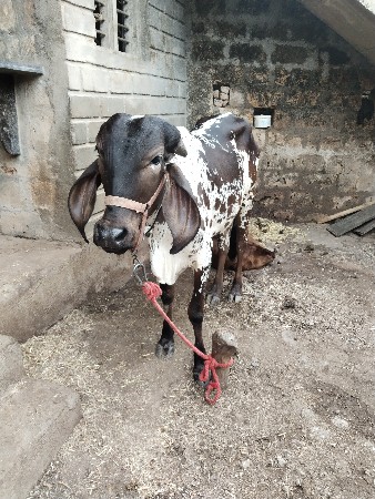 ગીર ઓડકી વેચવાની છે
