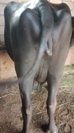ભેસ વેચવાની છે