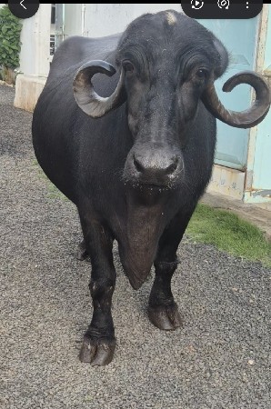 ભેંસ વેચવાની  છે
