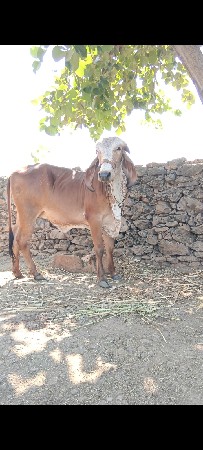 ગીર વાછડી