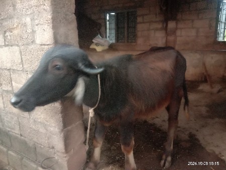 પાડી વેચવાની છે