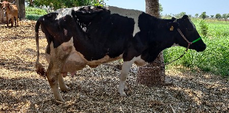 આ ગાય વેશવા ની છે