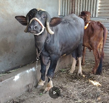 પાડી વેચવાની છે
