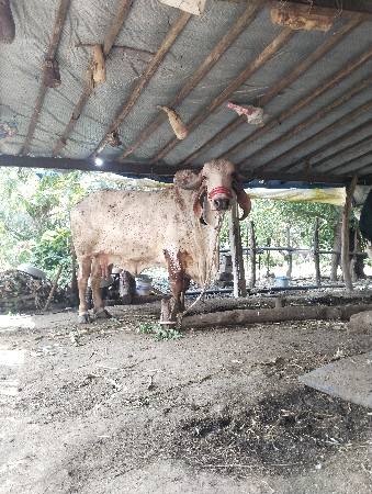 વધારે માહિતી માટે ફોન કરવો