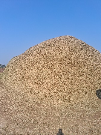 માંડવીયુ વેશવાનુ છે