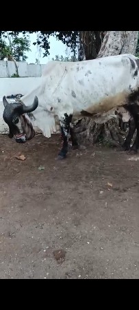 ગાય વેચવાની છે