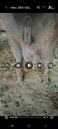 ભેસવેસવાનીસે