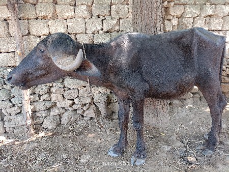 જાફરાબાદી બે ખડેલા વેચવાના છે