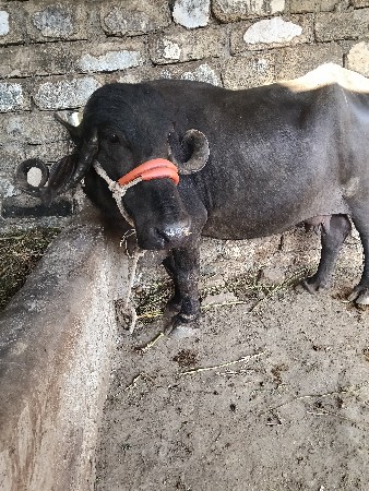 જયરાજભાઇ માંકડ