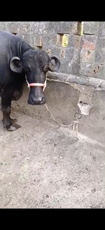 ભેંસ વેચવાની છે