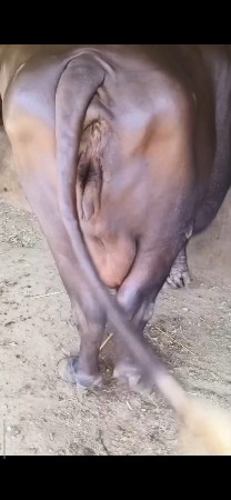 ભેંસ વેચવાની છે