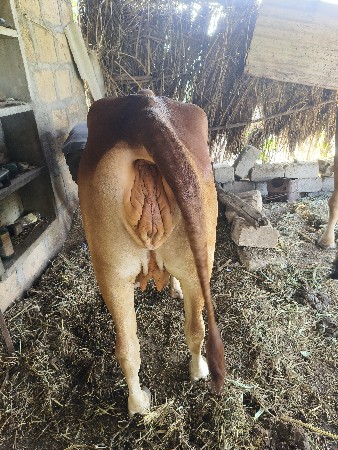 સુવર્ણ કપિલા હોડકી