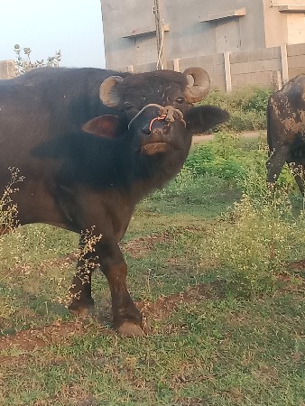 પાડો વેચવાનો