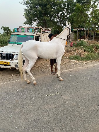 નુકરી ઘોડી વેચવાની છે