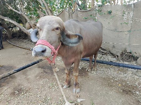 ભૂરી ભેંશ વેચવાની છે