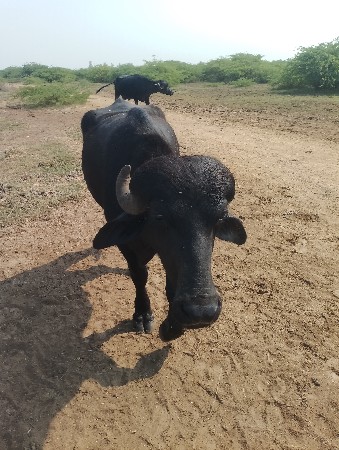 પાડો વેશવાનો છે