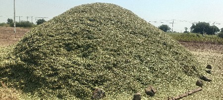 જેવીશ 7વીઘા