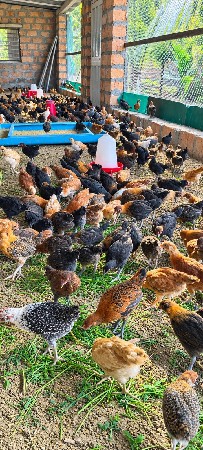 🐓 એ.કે દેશી ફાર્મ દેશી માલ 🐓