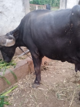 ભેંસ વેચવાની છે